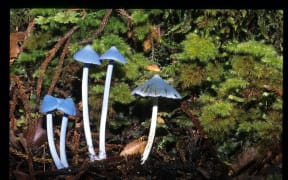 Entoloma hochstetteri, werewere-kokako, or sky blue mushroom.