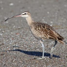 Photo for Asiatic whimbrel