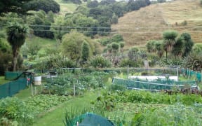 vege garden