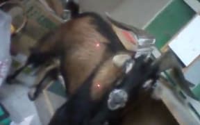 A goat that was tasered 13 times and was then put down.