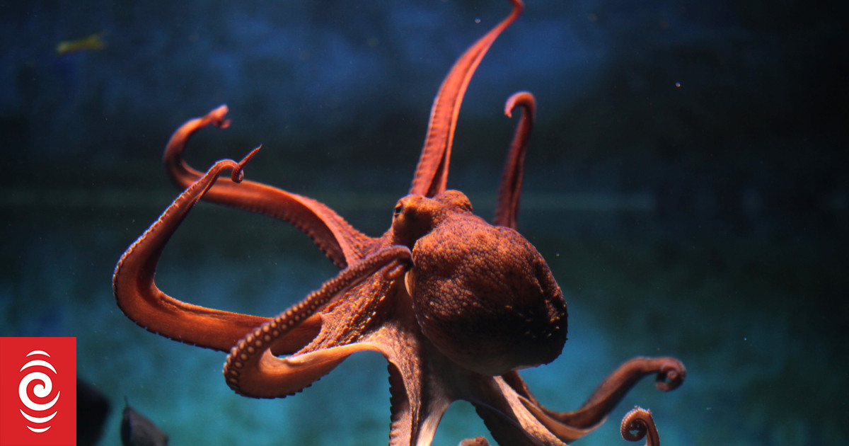 David Scheel: Die Geheimnisse der Kraken