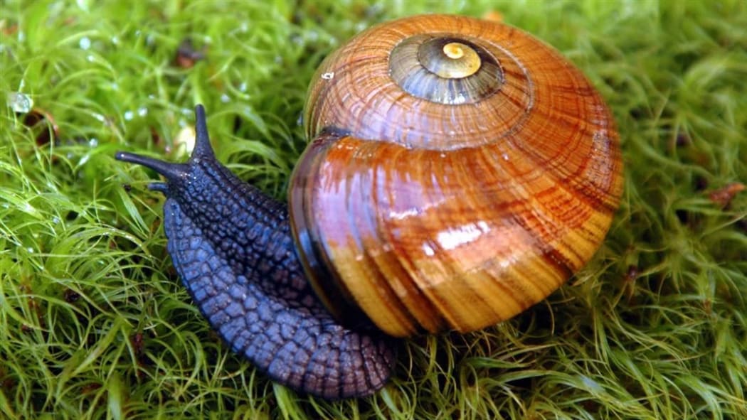 Threatened giant snails expected to thrive in sanctuary's soils