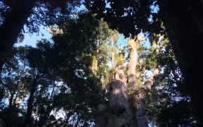 Te Mātua Ngāhere, Waipoua Forest, Northland.
