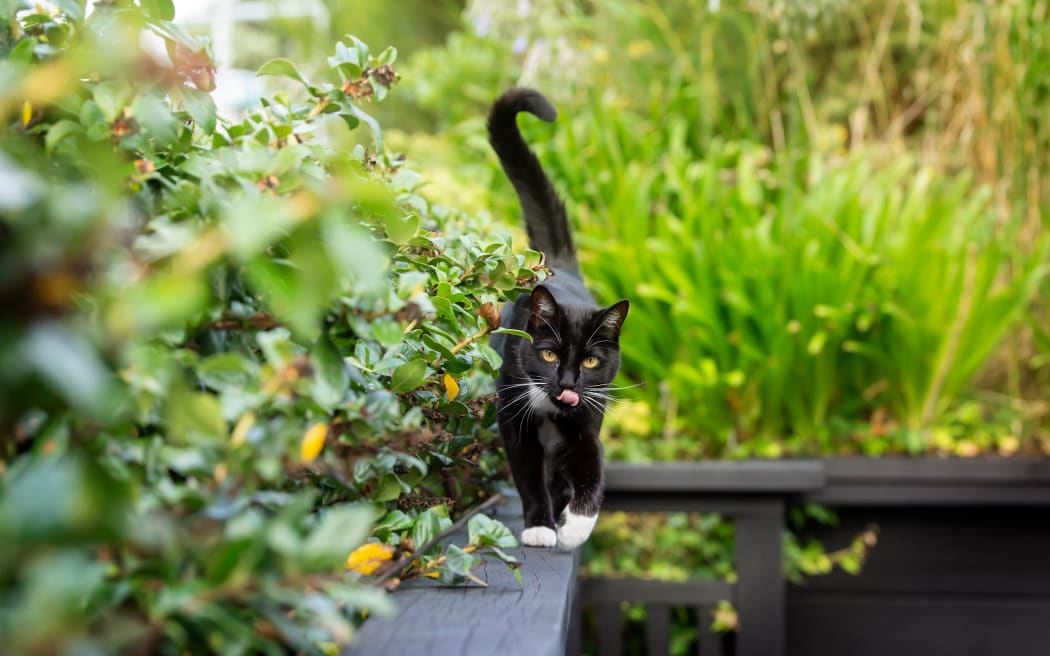 Understanding your cat's behaviour RNZ