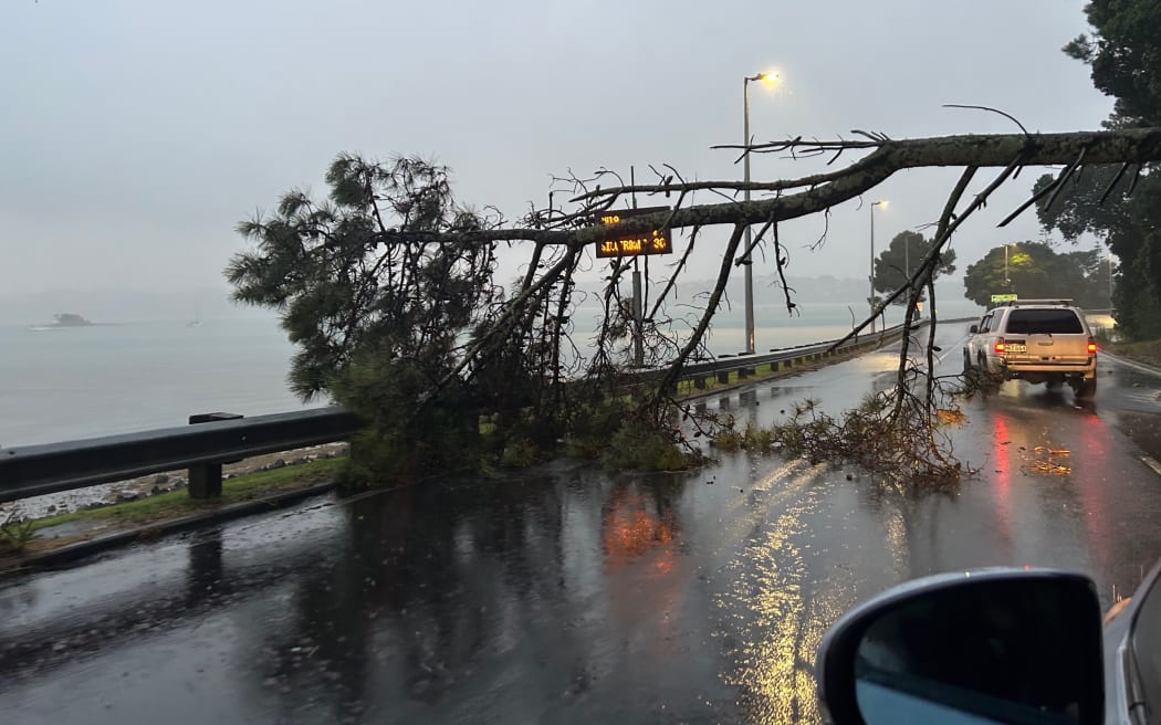 A tree is down on Curran St just before Westhaven Drive in Auckland