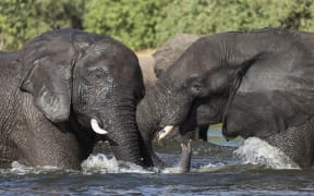 Elephants in Chobe National Park, Botswana.