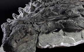 A 110 million-year-old nodosaur fossil has gone on display in Canada.