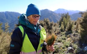 South Marlborough Landscape Restoration Trust co-ordinator Jaquetta Bradshaw with a wilding pine sapling.