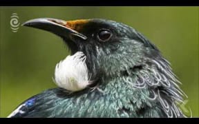 Native birds at risk of extinction without tourist tax