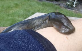 Head of a lamprey