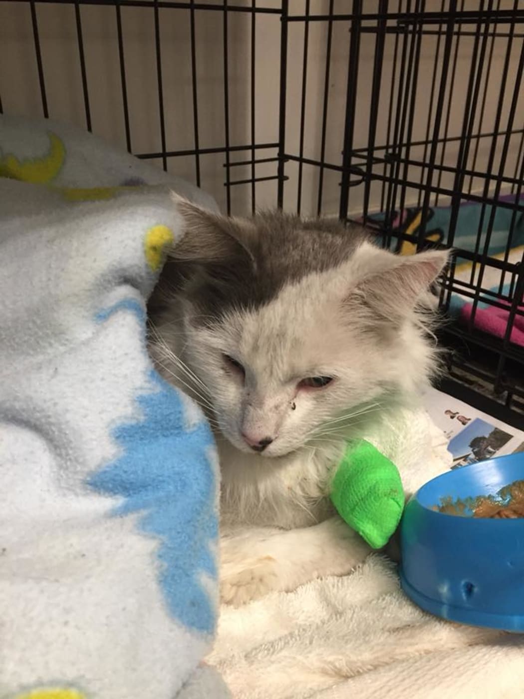 The SPCA are treating a cat after it survived a grilling four-hour drive from Auckland to New Plymouth.