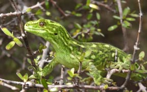 A West Coast green gecko