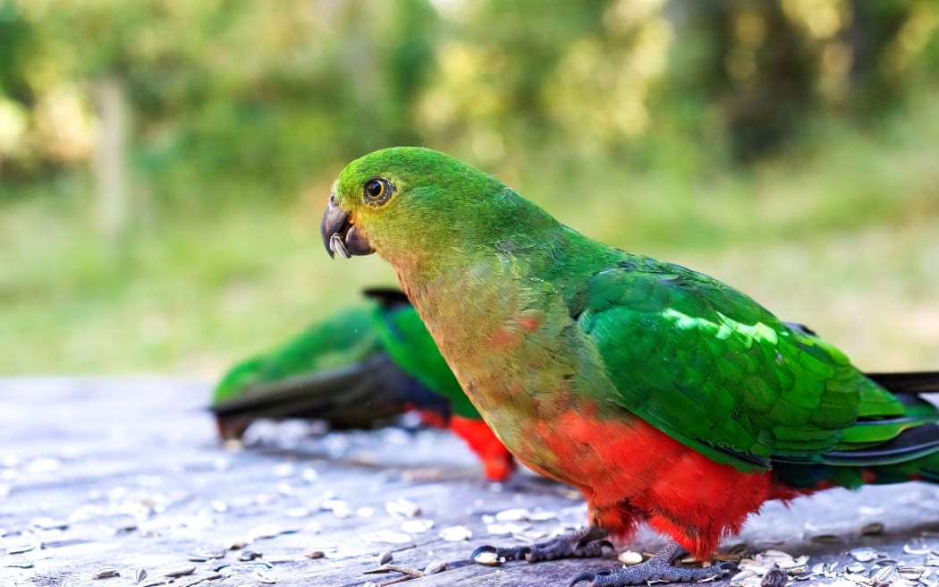 Australian king parrot