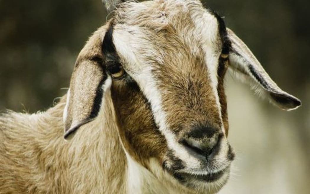 Goat (stock photo)
