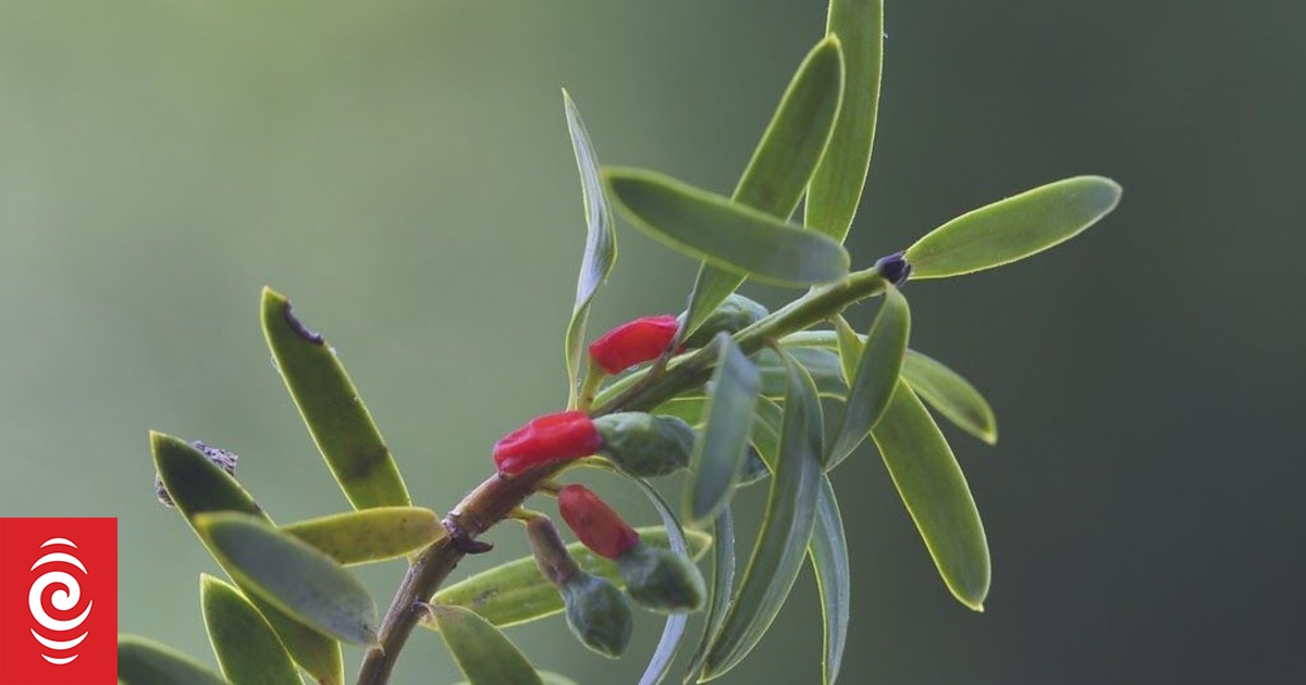 Short Story: A Tree Full of Rubies by Shelley Burne-Field - Vimarsana News