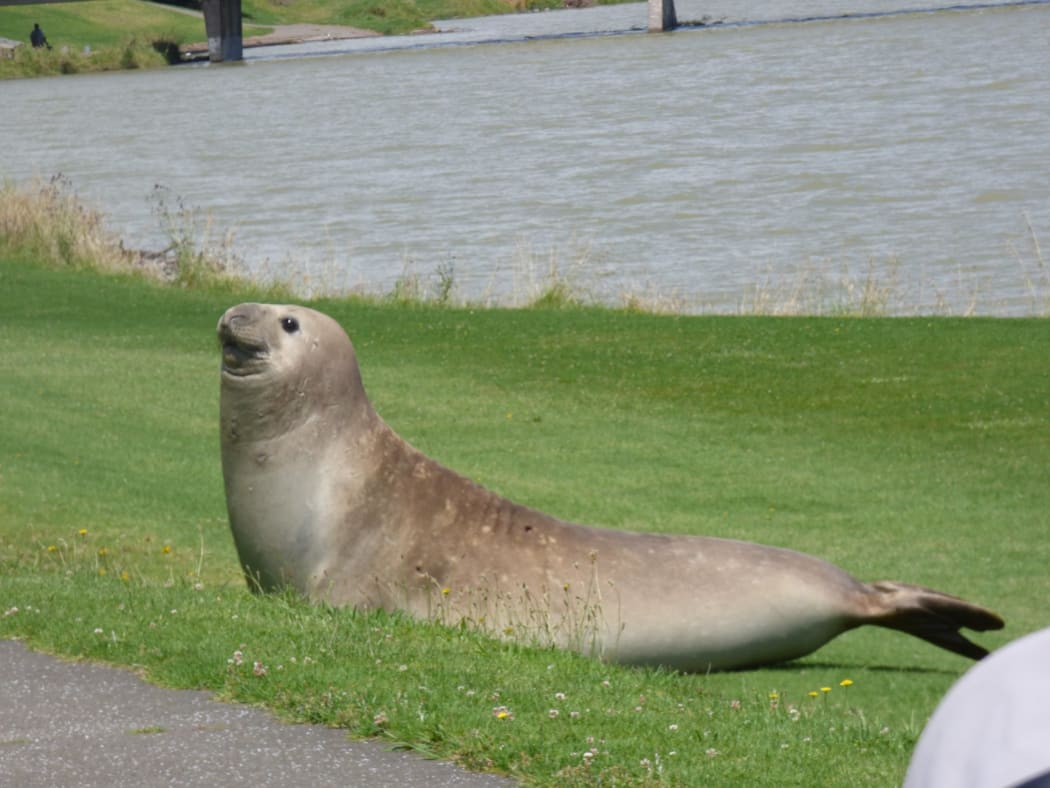 A seal was spotted below the Landing Road Bridge in Whakatane.
