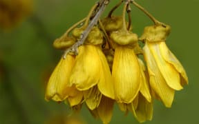 Kowhai Flowers (Sophora microphylla)