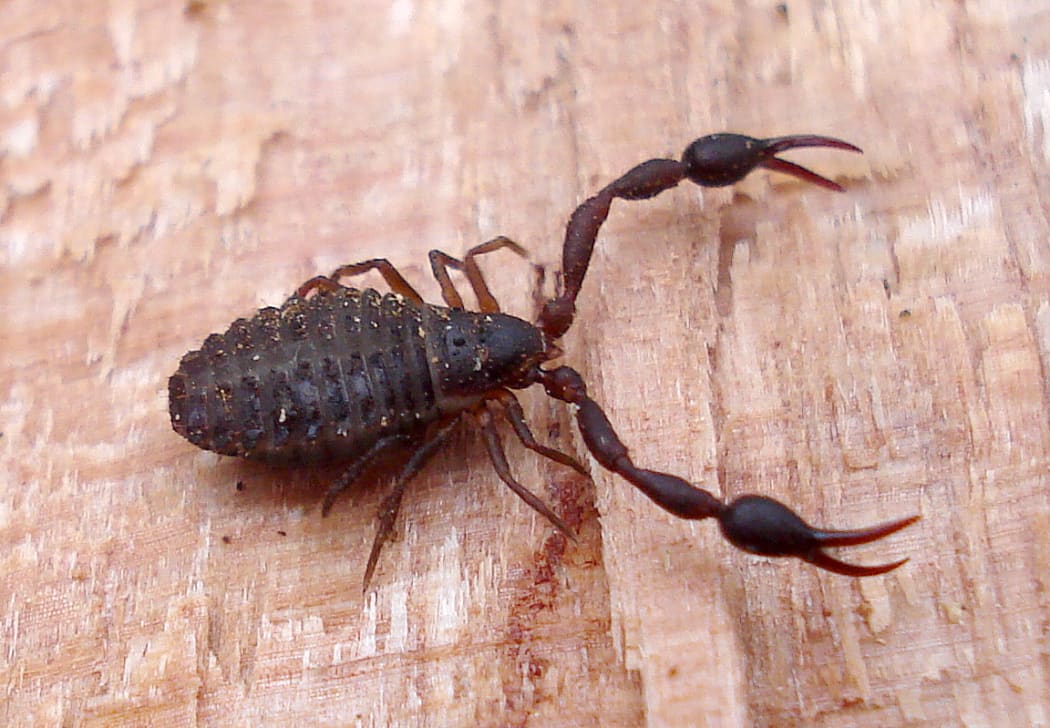 Клещ это паукообразное. Ложноскорпион на Жуке. Отряд ложноскорпионы Pseudoscorpiones. Паук ложноскорпион. Chelifer cancroides - ложноскорпион.