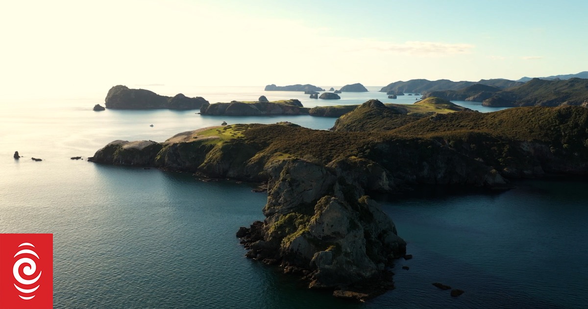 Caulerpa's spread has some Aotea Great Barrier locals throwing in the towel - Vimarsana News