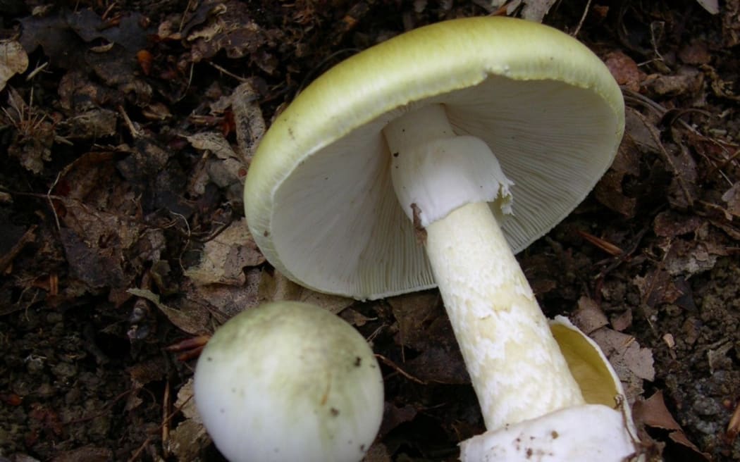 Amanita phalloides, the 'death cap' mushroom.