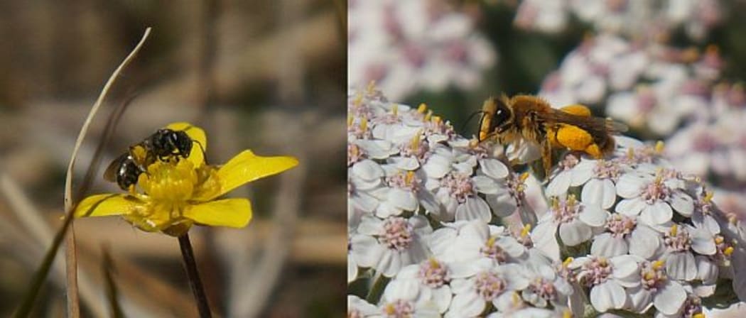 These native bees, from two different genera, both have full pollen sacs on their legs. The Lasioglossum species (left) is on a native Ranunculus flower, and Leioproctus fulvescens (right) is on an introduced Achillea flower.