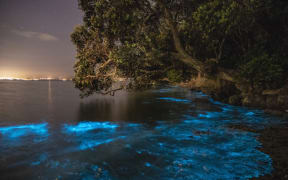 Bioluminescence in Tindalls Bay, Auckland.