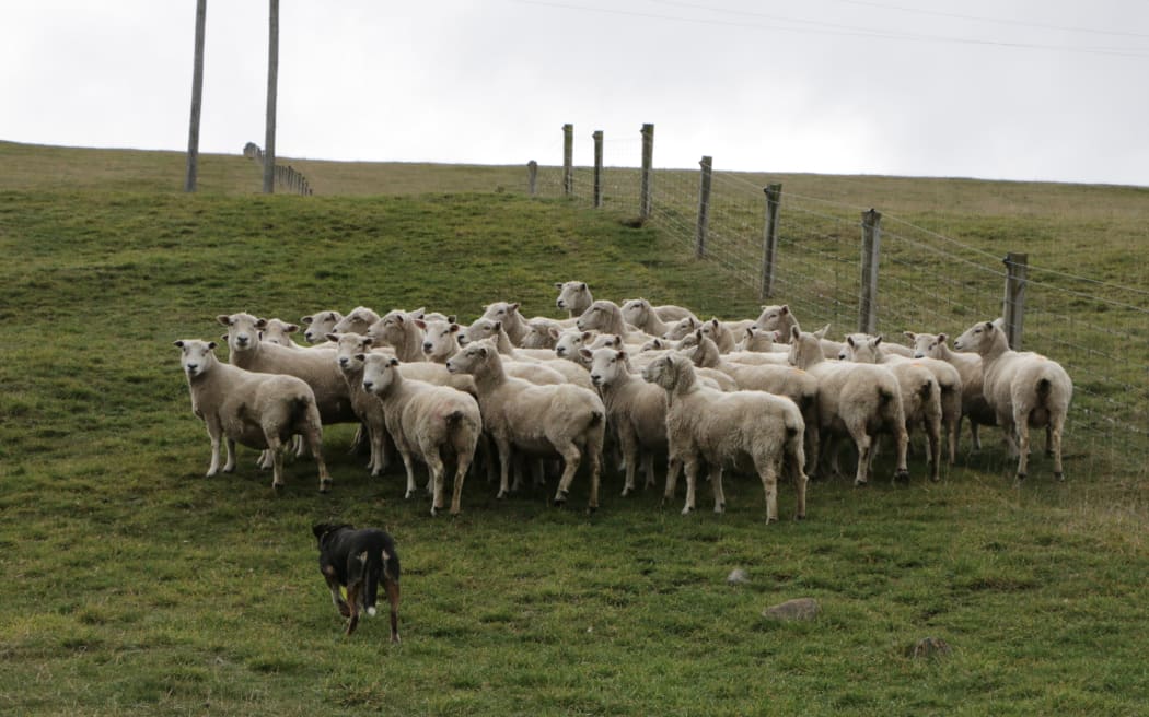 sheep dogs in ute