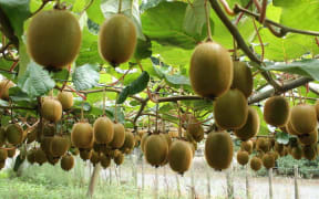Organic kiwifruit