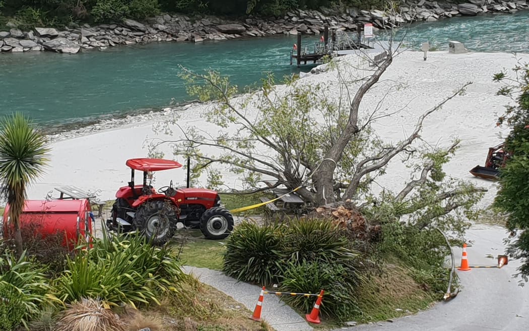 The tree which fell at the Shotover Jet base in Queenstown.