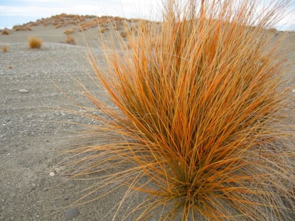 Pingao/Pikao - the golden sand sedge. | A Gallery from Afternoons | RNZ ...