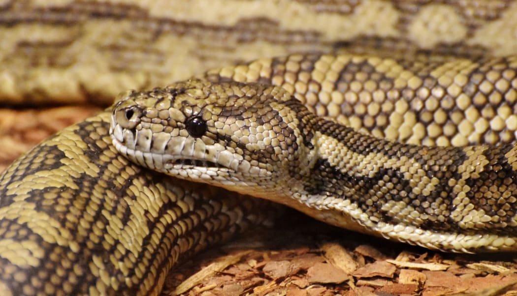carpet python