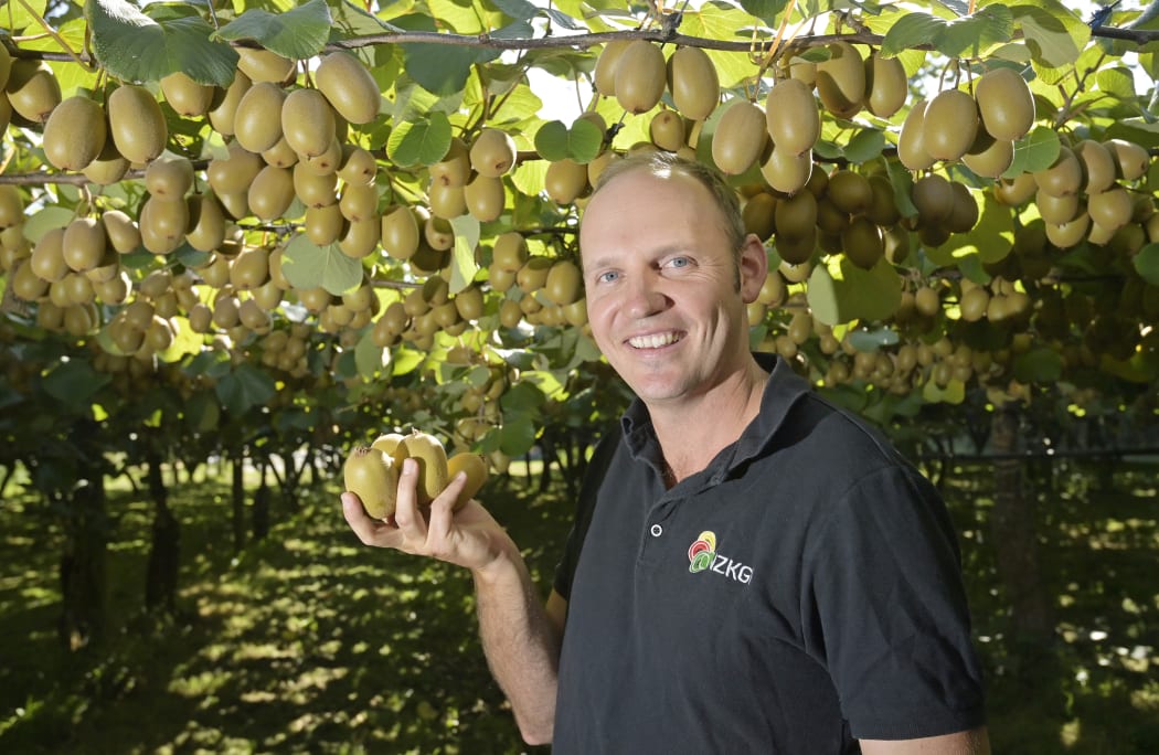 Tribunal win for Gisborne kiwifruit growers RNZ News