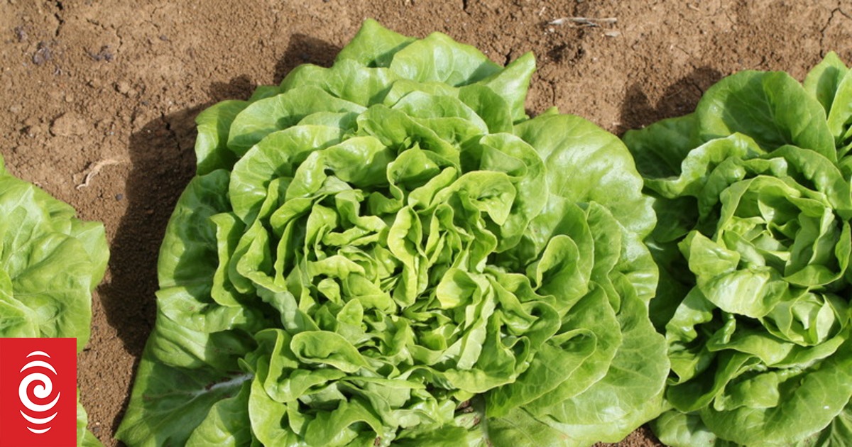 Rolleston Prison garden helps supply City Mission RNZ