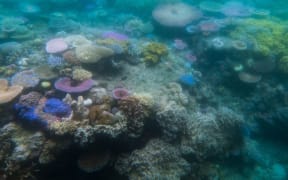 Great Barrier Reef Bleaching