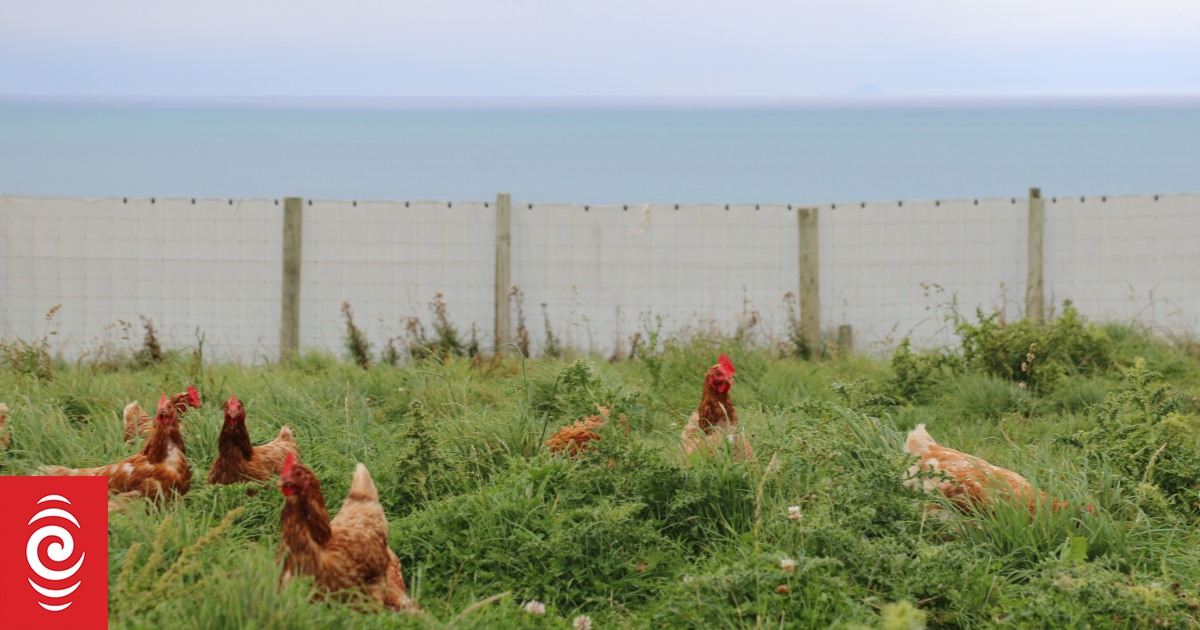 Casa saludable para chooks en cliff egg farm