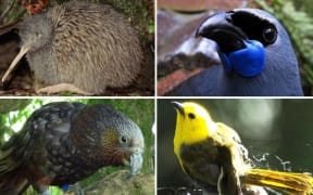 Endemic birds in New Zealand are in serious trouble including kiwi, clockwise from top left, kōkako, mōhua and kākā.
