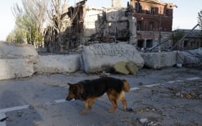 A dog walks by damaged houses in an residential area destroyed due to the artillery attack in Mariupol, Ukraine on May 7, 2022.