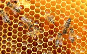 Bees exposed to pesticides show impaired visually guided behaviour