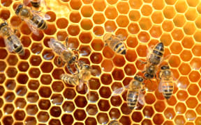 Damaged Wing Virus can add to a bee colony's troubles, particularly during a bad varroa mite infestation.