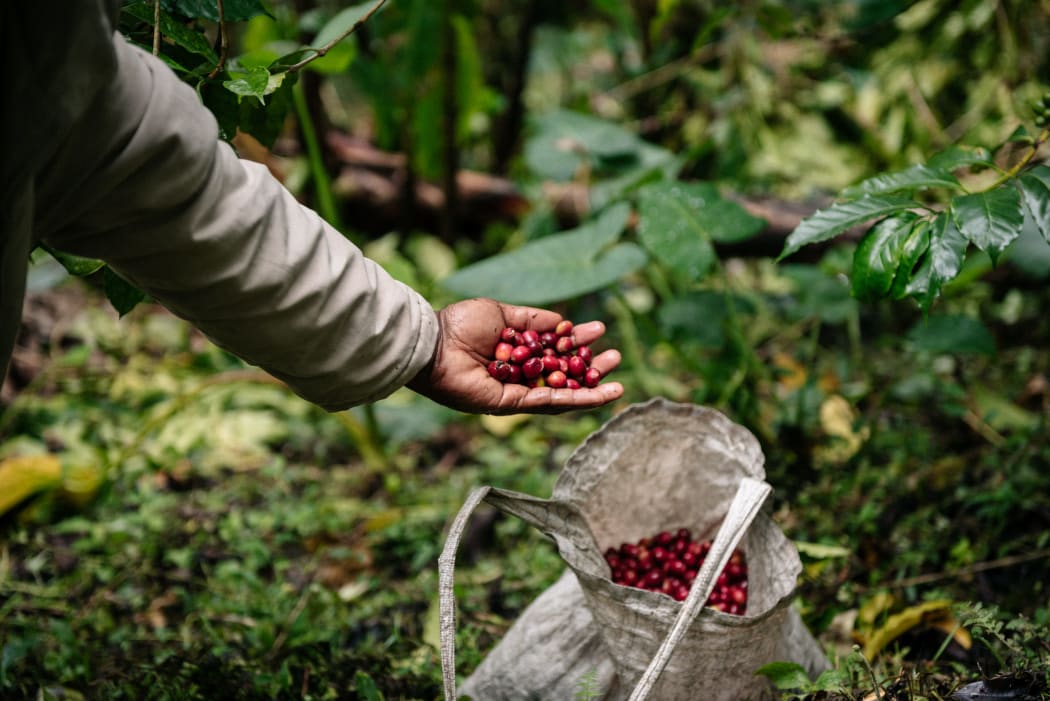Harvesting of coffee cherry - Eastern Highlands, PNG
