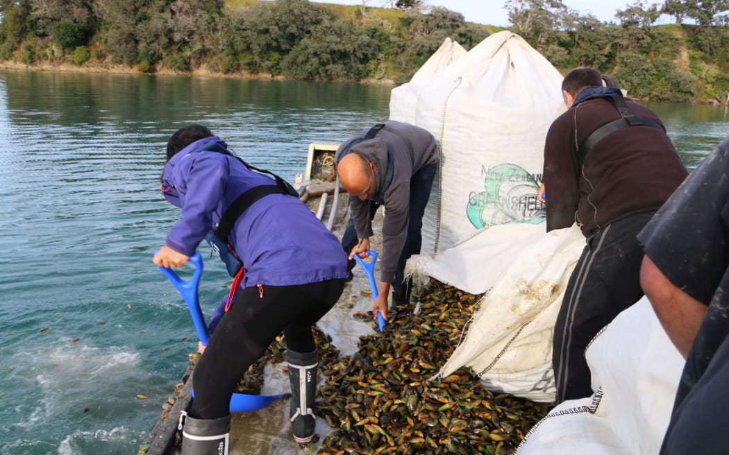 Shovelling the mussels overboard by volunteers into the Mahurangiu Harbour.