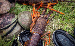 Paua and crayfish sit on green grass.