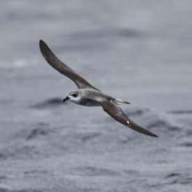Photo for Black-winged petrel