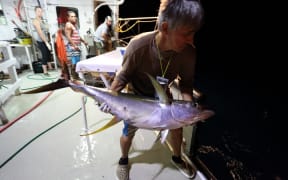 A yellow fin tuna being released after tagging.