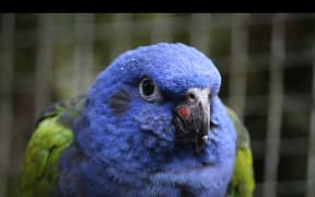 Why we should consider banning pet parrots