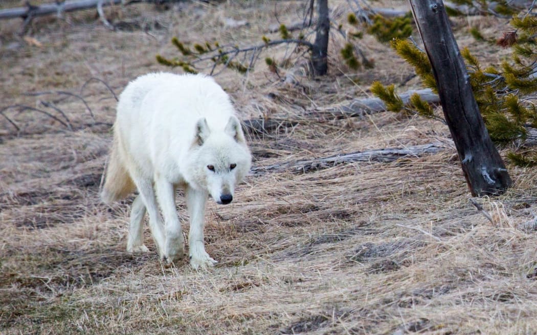 The rare white wolf that died after being shot at Yellowstone National Park.