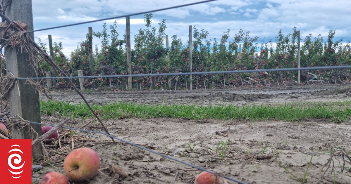 Hawkes Bay growers slowly recovering 6 months after Cyclone - Vimarsana News
