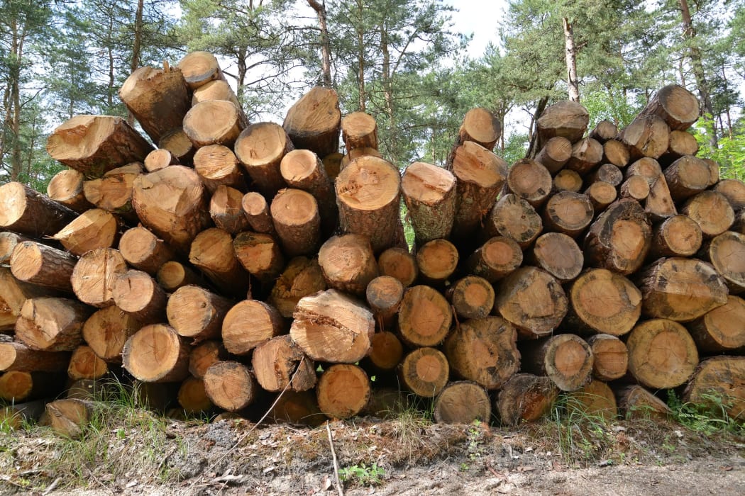 logging pine generic