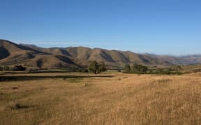 Dry Southland pasture