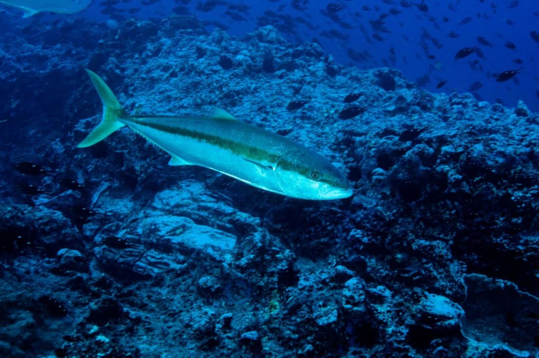 A kingfish swims near the Kermadec Islands, surrounded by other fish.
